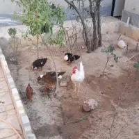 فروش مرغ و خروس و اردک