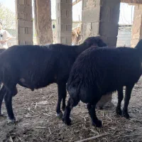 فروش قوچ های افشار