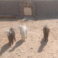 ۳ راس بیگ چاق و شیری به فروش میرسد