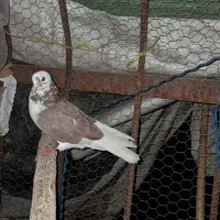 فروش کبوتر شازده قرمز
