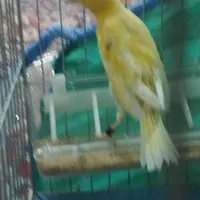 قناری .|پرنده|گهواره, |دیوار