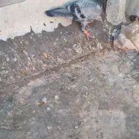 کفتر‌پرشی