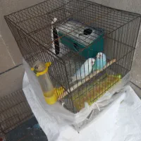سه عدد مرغ عشق  نرو ماده جفت با یک عدد ماده