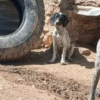 توله دنبلانی
