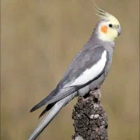 عروس هلندی گمشده بی بیان