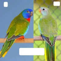 نژاد بسیار خاص و کمیاب (نئوفما)