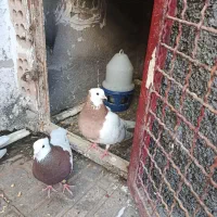 دوتا کفتر طوقی جفت نر و ماده