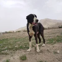 سگ گله ای جوان آدم گیر نیست