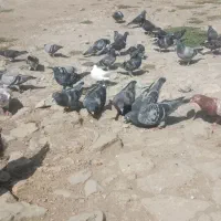 کبوتر پلاکی مسافتی