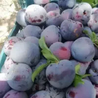 آلو کالیفرنیایی