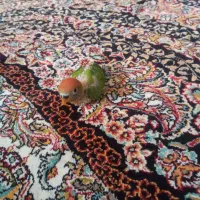 دوتا جوجه برزیلی صورت هلویی 1ماهه