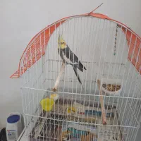 عروس هلندی