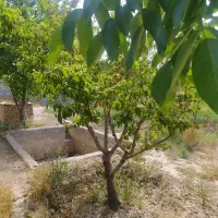 باغ-و-باغچه-سند-تکبرگ-درختان-میوه-آلاچیق