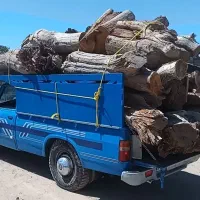 قطع و خرید چوب درخت نقدی