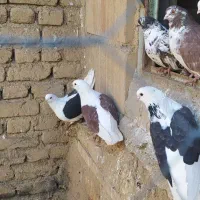 کفتر پشدار