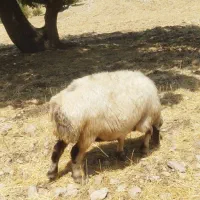 فروش چهار عدد میش داشتی جوان و سرحال