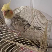 پرنده