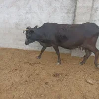 گاو