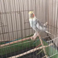 عروس هلندی  نر ،فروشی