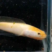 ماهی چانا پالچرا گلدن