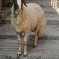 بره قوچ سنجابی