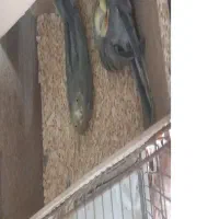 جفت عروس دم تخم
