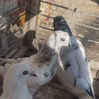 کبوتر