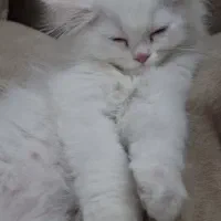 واگذاری بچه گربه شناسنامه دار