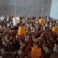 جوجه مرغ محلی نژاد گلپایگانی