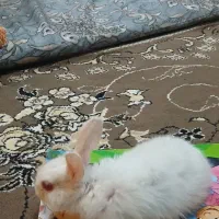 خرگوش|موش و خرگوش|دوگنبدان, |دیوار