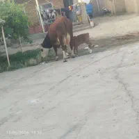 گاوشکم اول25کیلوشیرفقط برای خاص پسندها زنگ بزنن