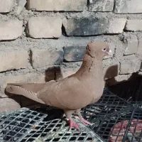 کفتر