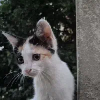 واگذاری رایگان بچه‌گربه سه‌رنگ به سرپرست مسئول