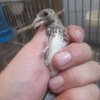 جوجه سهره عطیقه طلا سیاه سر