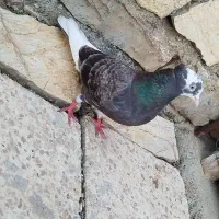 کبوتر|پرنده|جوانرود, |دیوار
