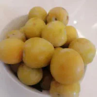آلو قطره طلا