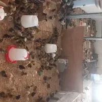 جوجه ۲۰ روزه مرغ محلی