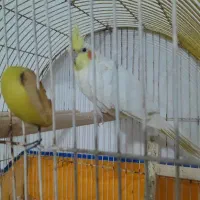 طوطی عروس معاوضه با برزیلی کوتوله