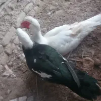 اوردک اسرایلی