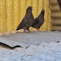 کبوتر|پرنده|تهران, امام حسین|دیوار