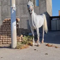 اسب