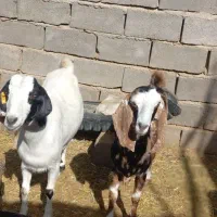 بز دورگ