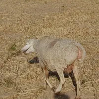 ۸میش خوش قیمت یارانه ای حراج هرراس ۱۸۷۰۰اسفدن