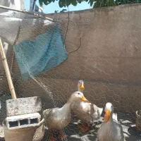 اردک ۳ تا با هم بفروش میرسد