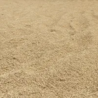 فروش برنج خشک شده فجر یکدست