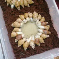 حلزون آلبینو خانگی سالم