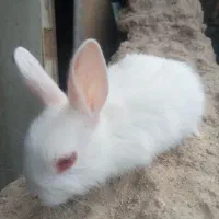 بچه خرگوش
