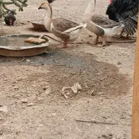 قوغاز نرو ماده و نیمچه