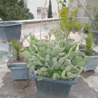 درخت حلبی درحلب پیتی درپیت نایلونی درنایلون نهال و