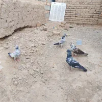 کبوتر معاوضه با مرغ و خروس